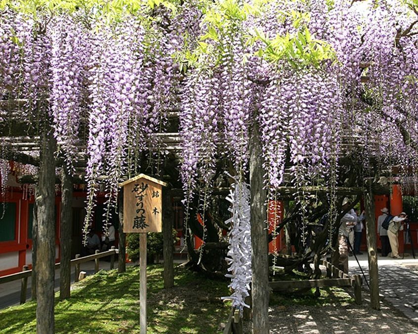 京都暮らしあれこれ