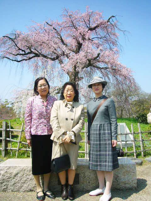 桜の奈良、京都での雅な再会