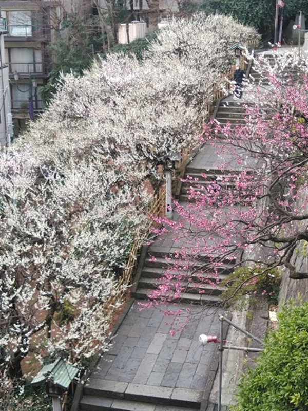 京都暮らしあれこれ