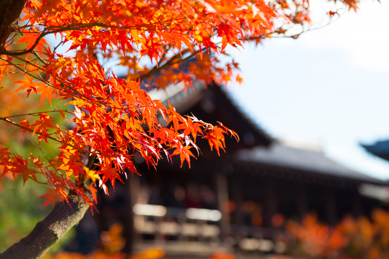 京都くらしあれこれ