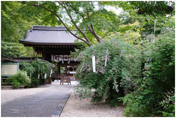 桜の奈良、京都での雅な再会